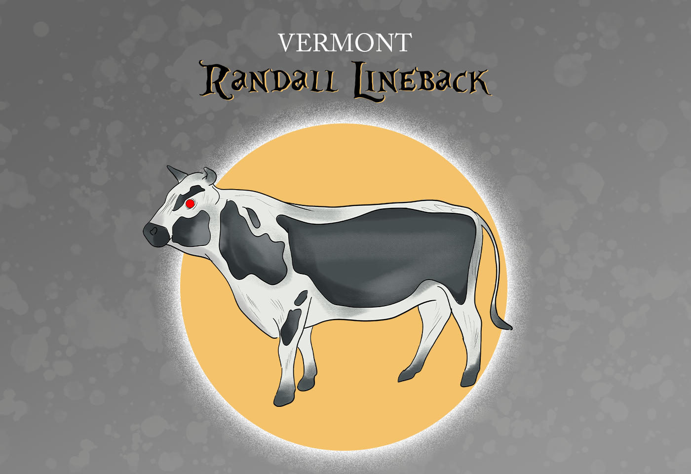 Randall Lineback Cattle Vermont State Heritage Livestock