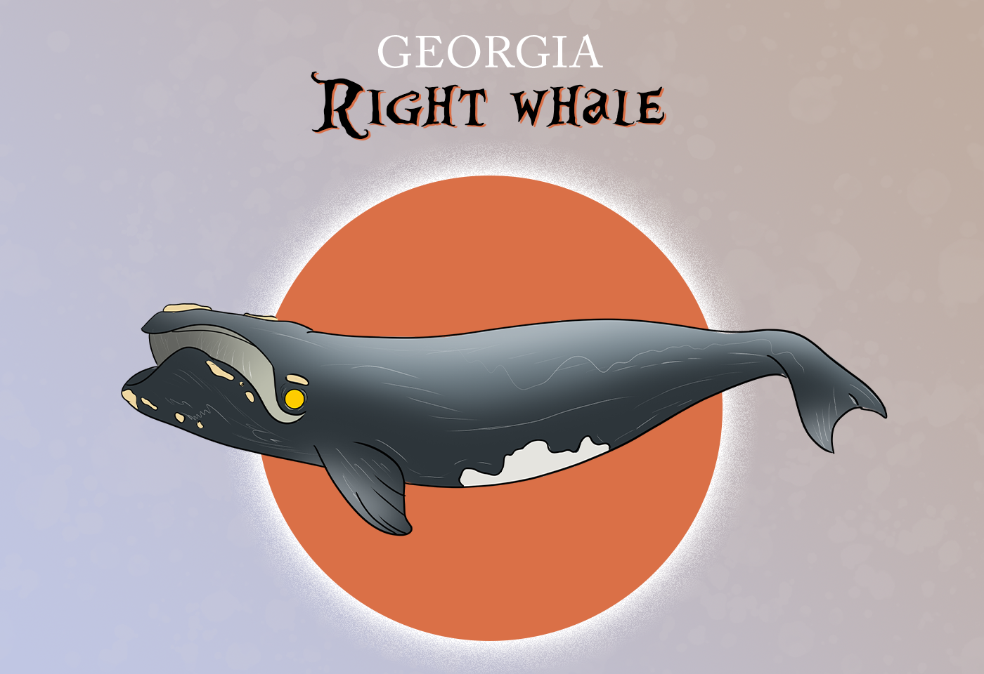 Official State Marine Mammal of Georgia: Northern Right Whale