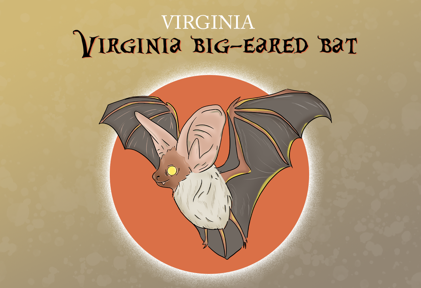 Virginia Big-Eared Bat Virginia State Bat